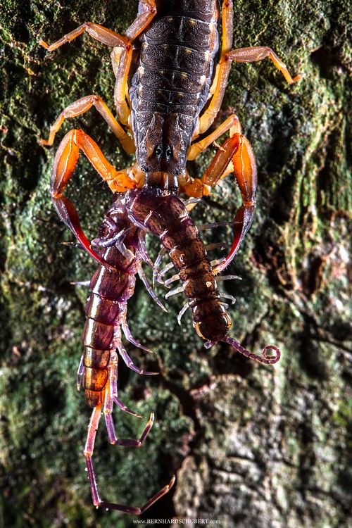 Lychas scutilus with centipede prey