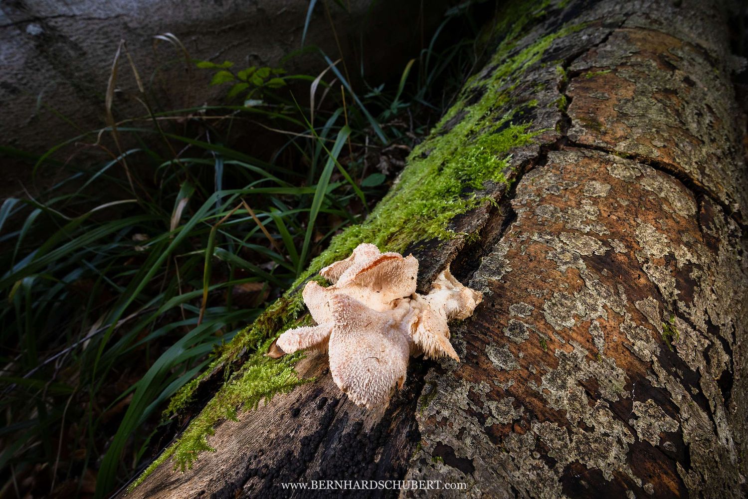 Hericium cirrhatum – Dorniger Stachelbart