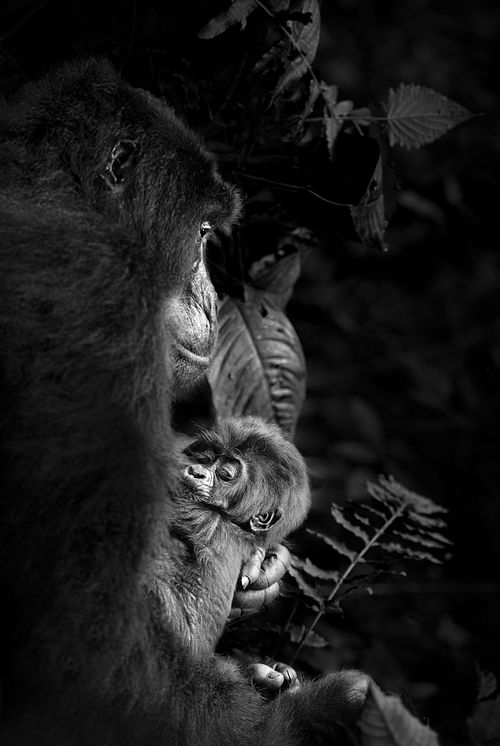 Cradled in the Forest