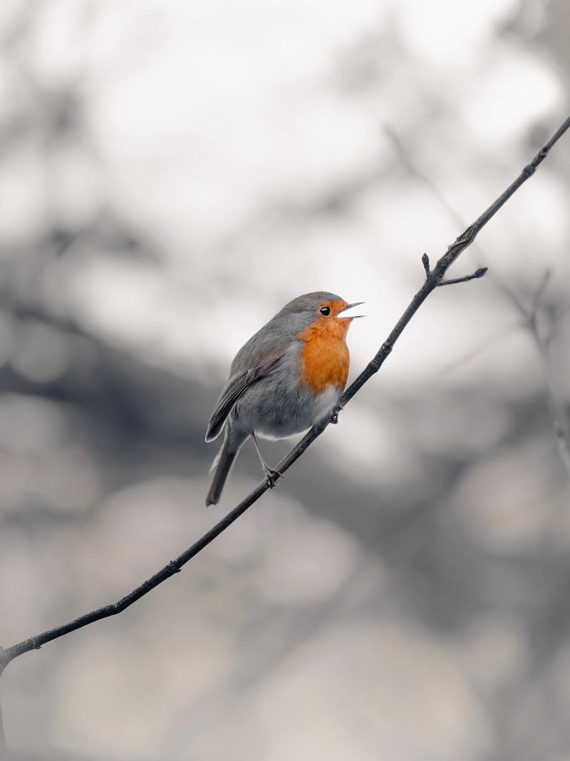 Le chant des oiseaux, un antidépresseur naturel ! 🎵🦉