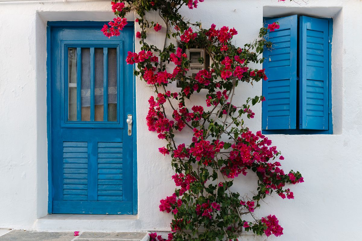bougainvillea and blue window in Cyclades Greece &ndash; destination wedding photography Paros Sifnos Syros