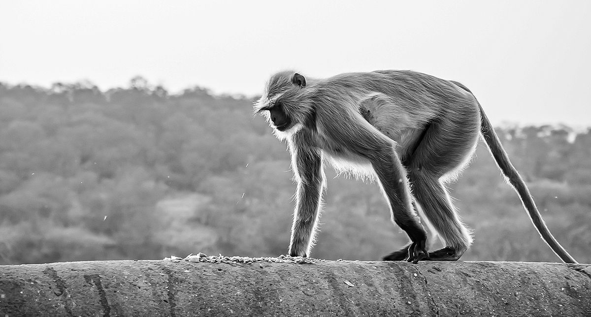 Bird, bird photography, forest jungle, macro,