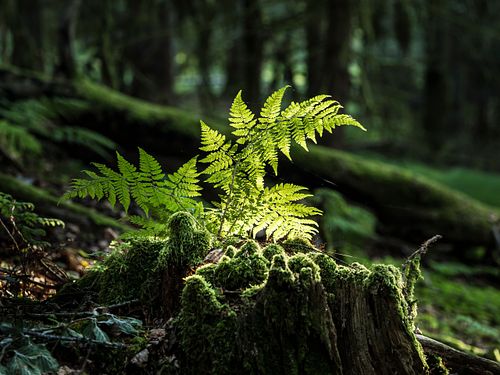 Kapelle Wilder Geschinen
