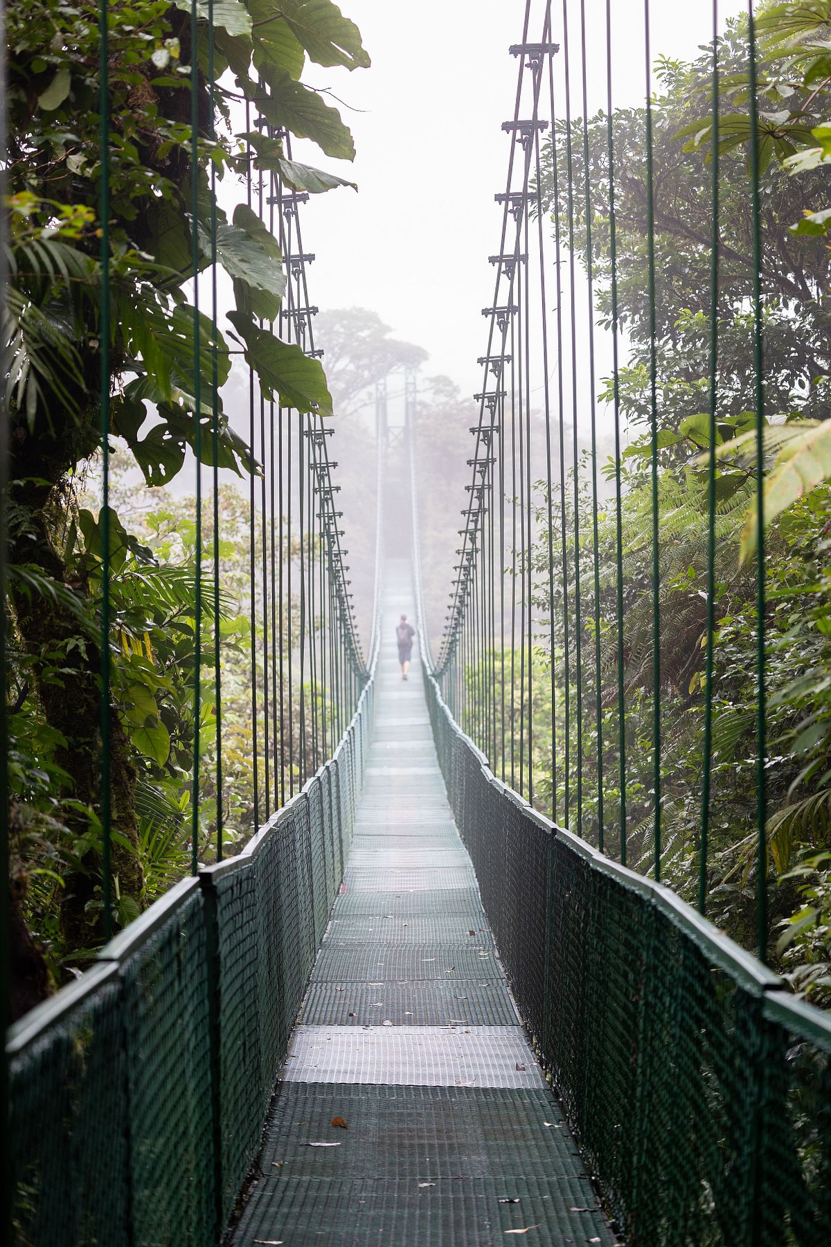 L&aring;ng h&auml;ngbro genom dimmig regnskog med en person l&aring;ngt bort i mitten av bron.