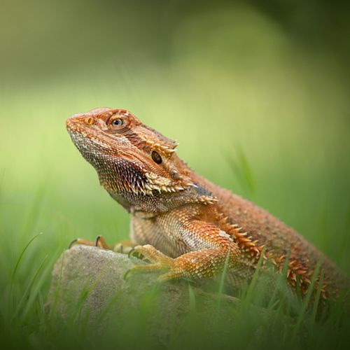 Alle dieren zijn welkom!