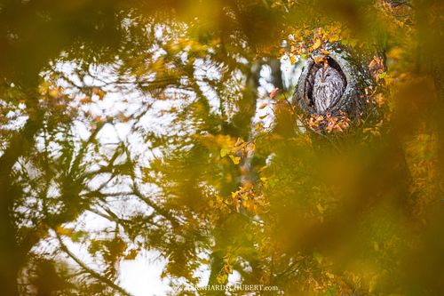 Strix aluco - Tawny owl