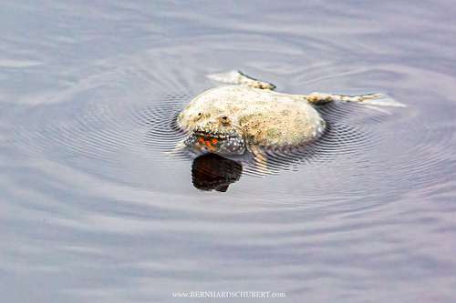 Bombina bombina - Fire-bellied toad