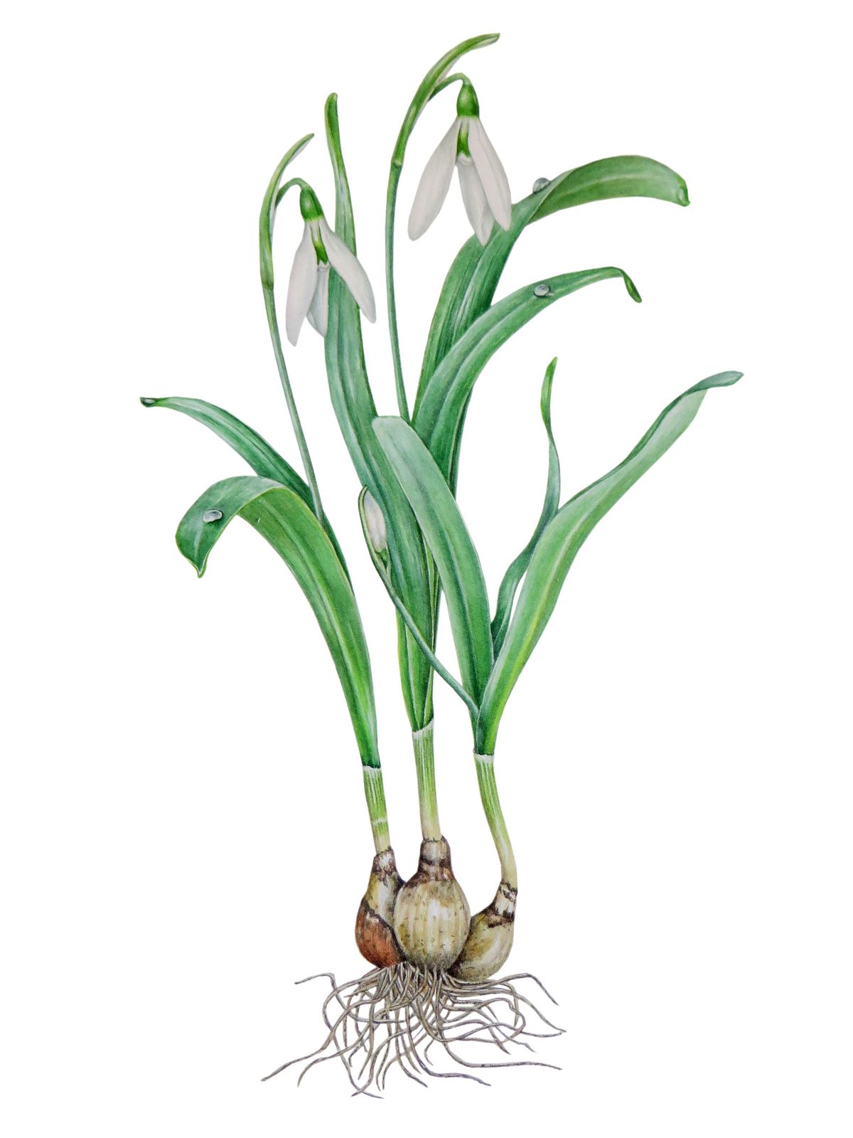 Snowdrop Botanical Illustration