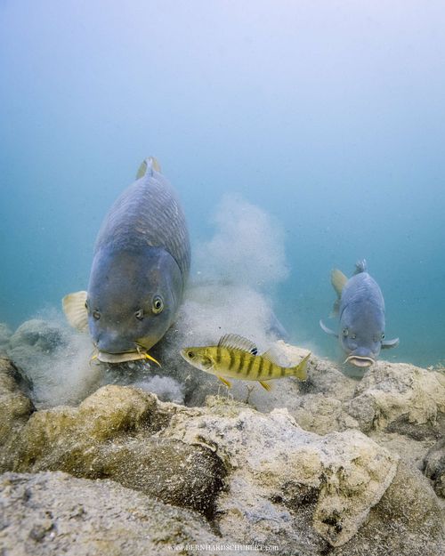 Cyprinus carpio - Common carp