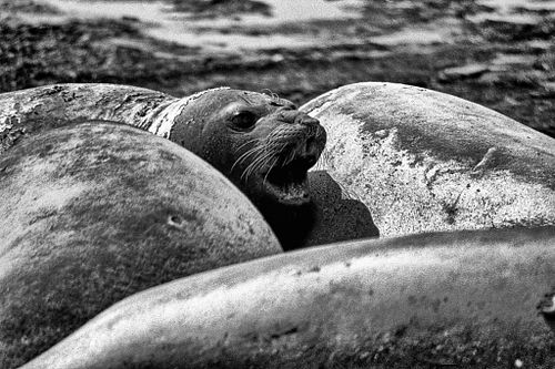 Elefante marino | Mirounga leonina