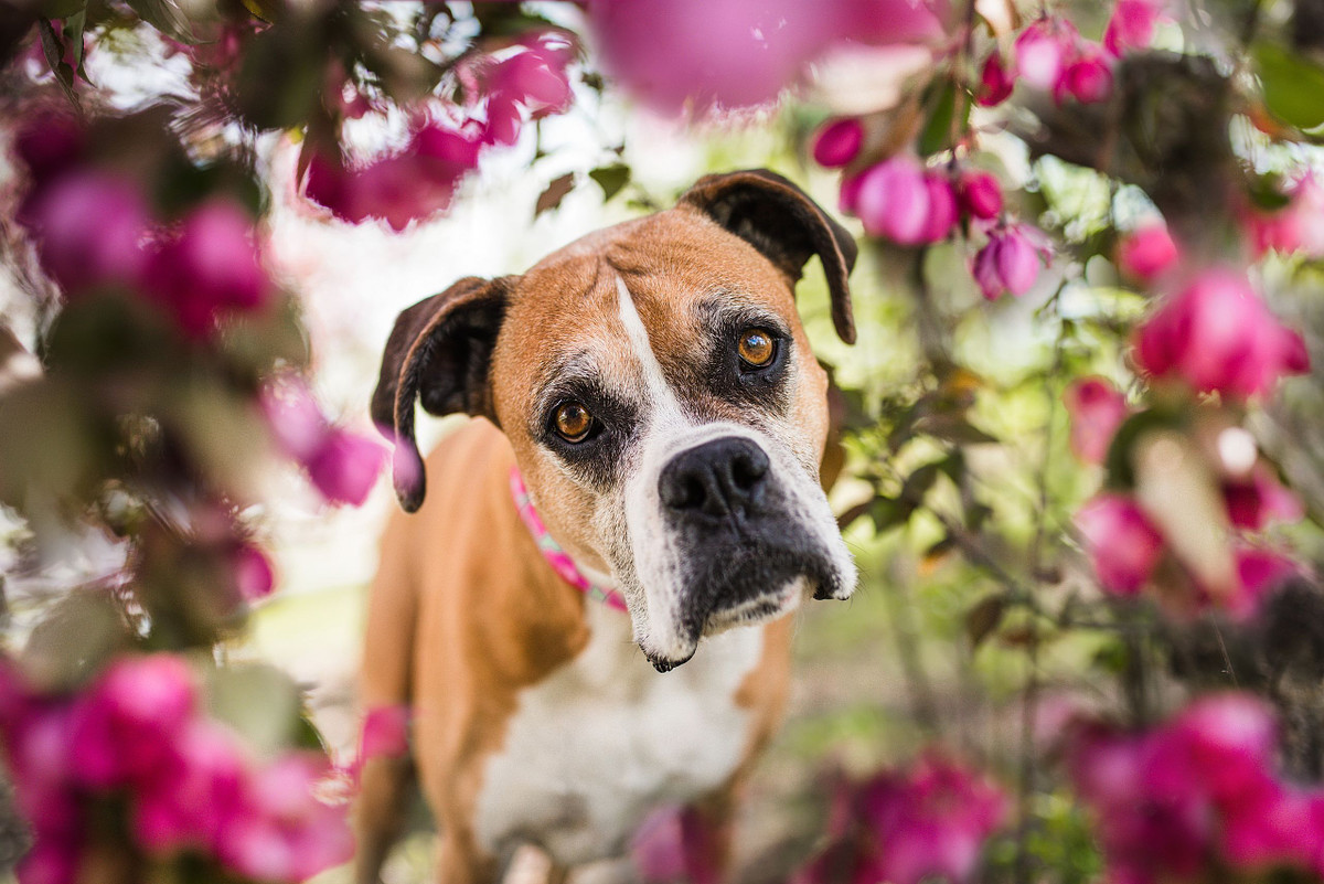a farn coloured boxer looks into the camera wtih some pink blossoms surrounding her.