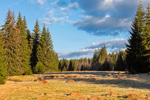 Lisière boisée sous ciel clair.