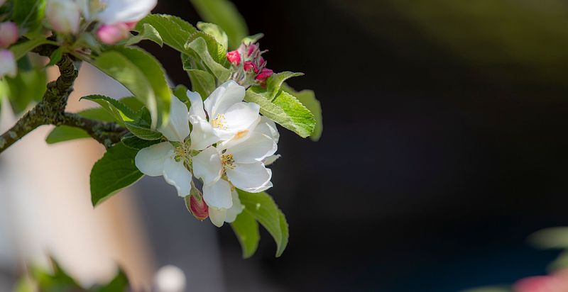 16. mai er eg ute på oppdrag heile dagen