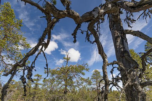 Naturwaldreservat Trillemarka