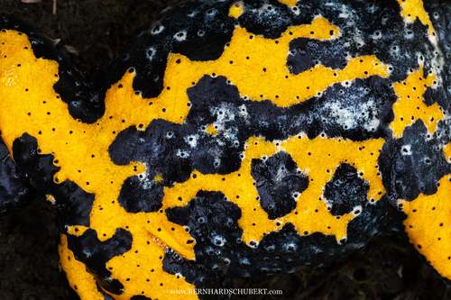 Bombina variegata - Yellow-bellied toad
