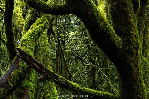 Mossy Inception