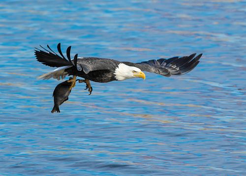 Best place for bald eagle photography workshop & guide tour in the US.  Located in the Midwest (Iowa & Illinois) and Alaska, United States.
