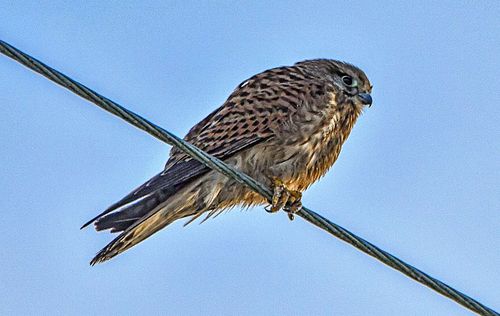 Tuuletallaja, röövlind