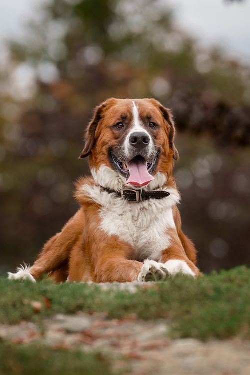 Dog resting on the top of a hill looking out.