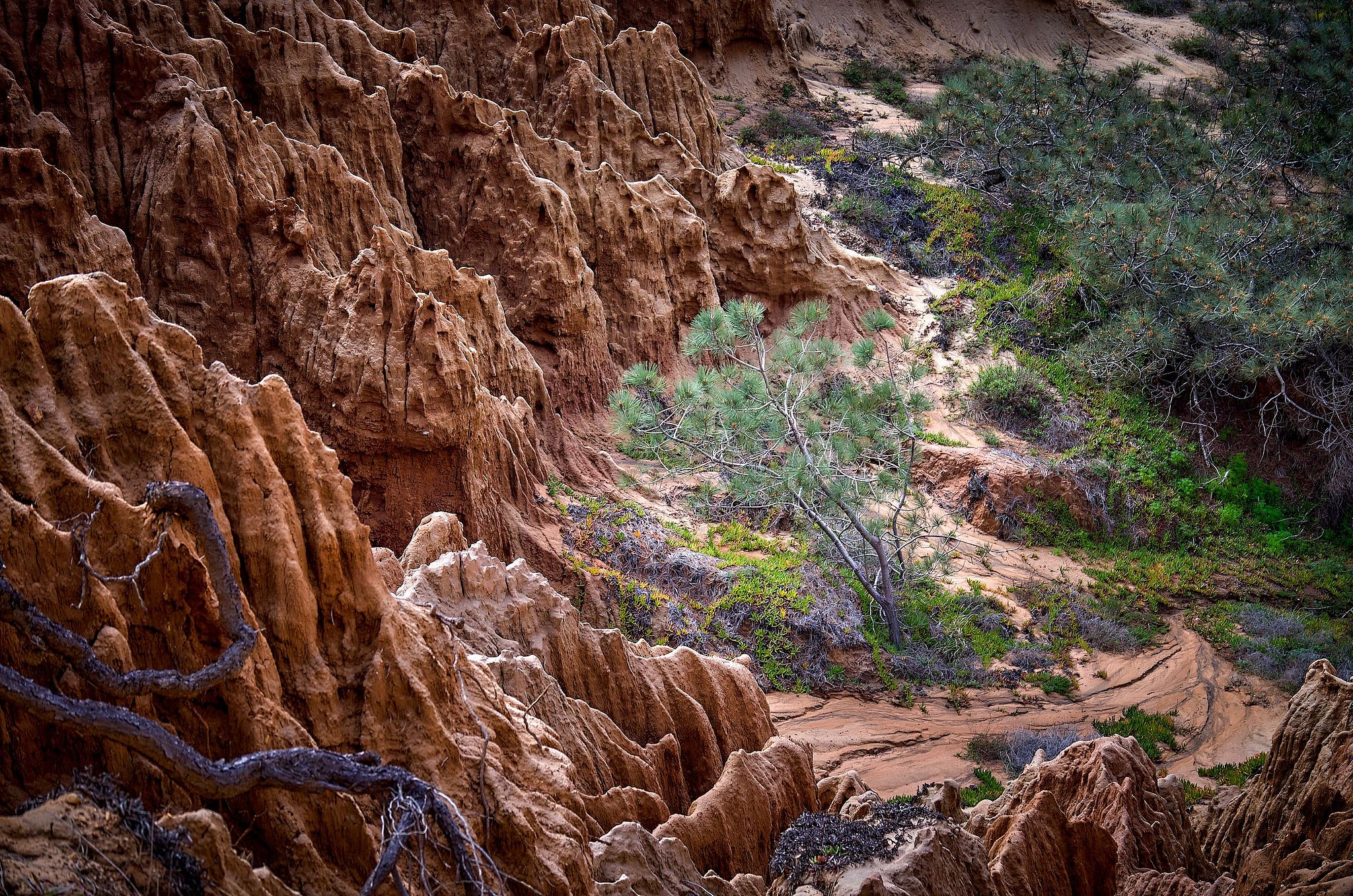 Lone Tree Among Sandstone Cliffs - La Jolla, California