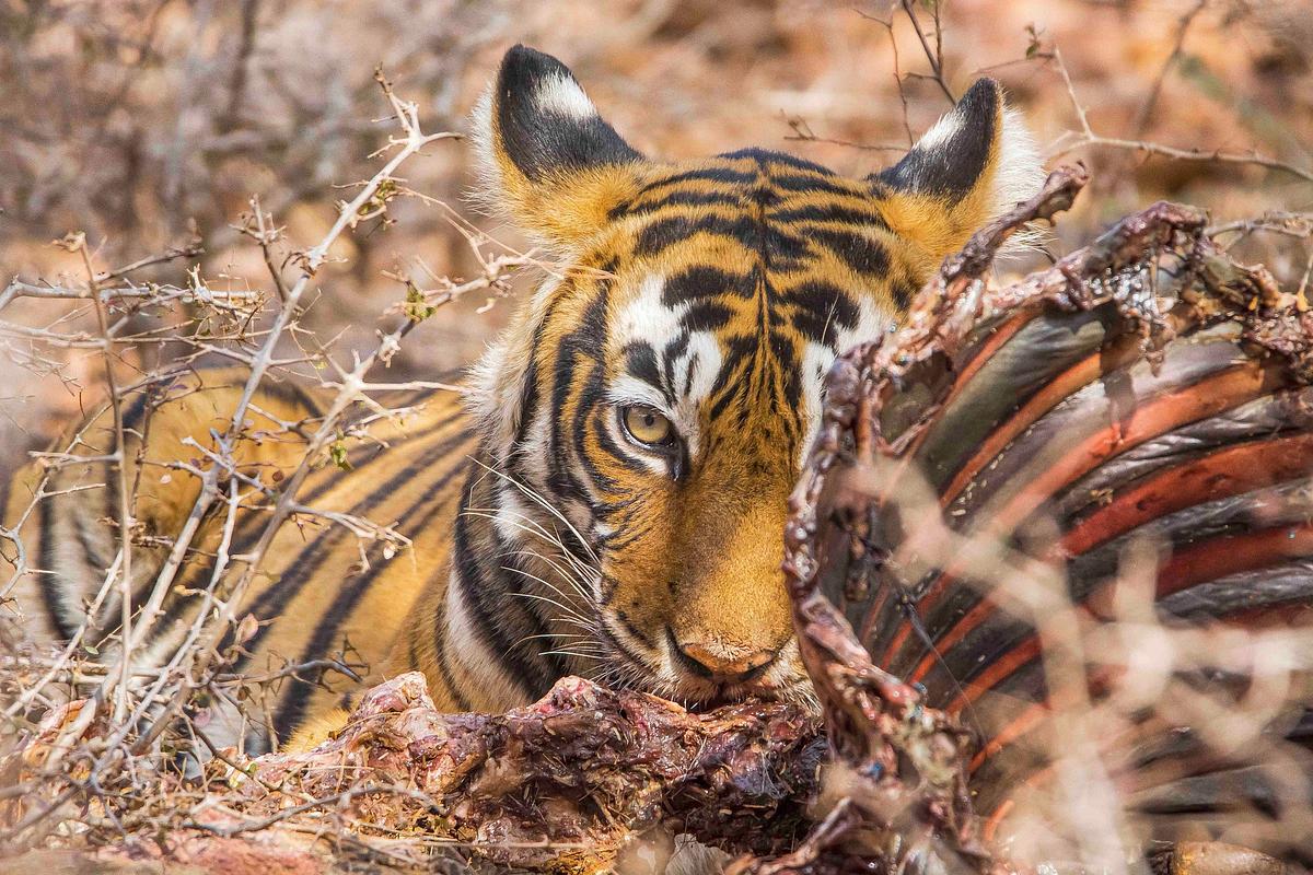 animal, species, mammal, tiger, tigress