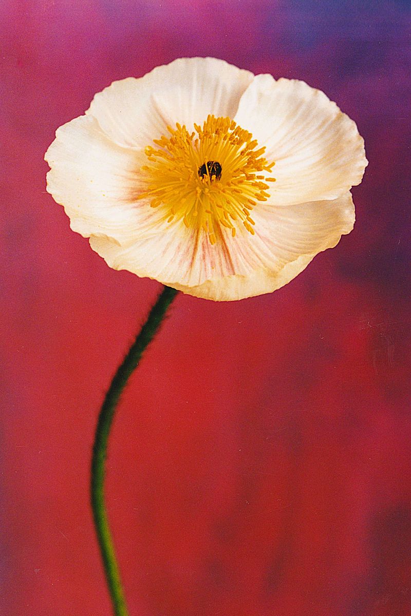 Nurturing Creative Sovereignty: Embracing Individual Expression in the Art Classroom