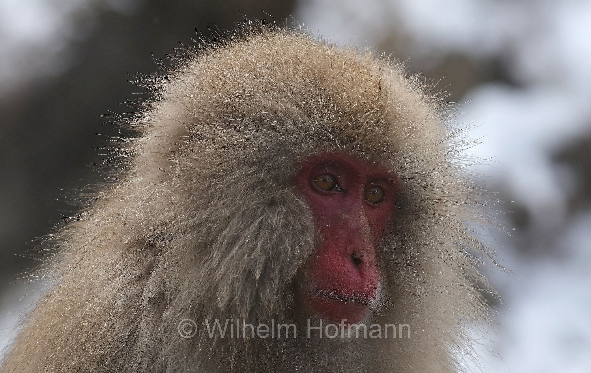 Japanese macaque, snow monkey, Nihonzaru, Japanmakak, Schneeaffe, Rotgesichtsmakake, macaco giapponese, macaco dalla faccia rossa, Macaca fuscata, Jigokudani Monkey Park, Jigokudani Yaen Kōen, Parco delle scimmie di Jigokudani, Nagano, Japan, Giappone