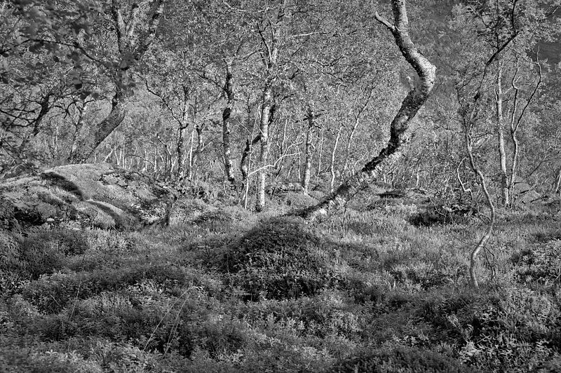Vegetation of Norway