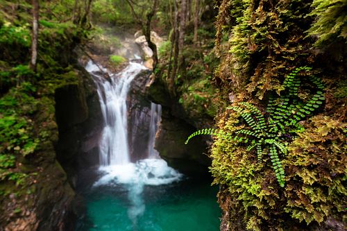Asplenium trichomanes - Maidenhair spleenwort