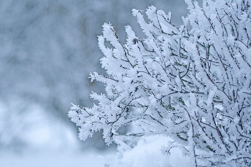 Pragune õhuniiskus ja külm on muutnud ilma talviseks.