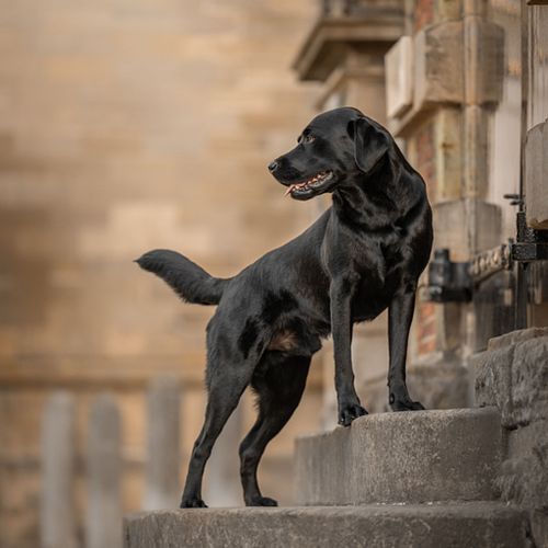 Hondenfotografie Haarlem