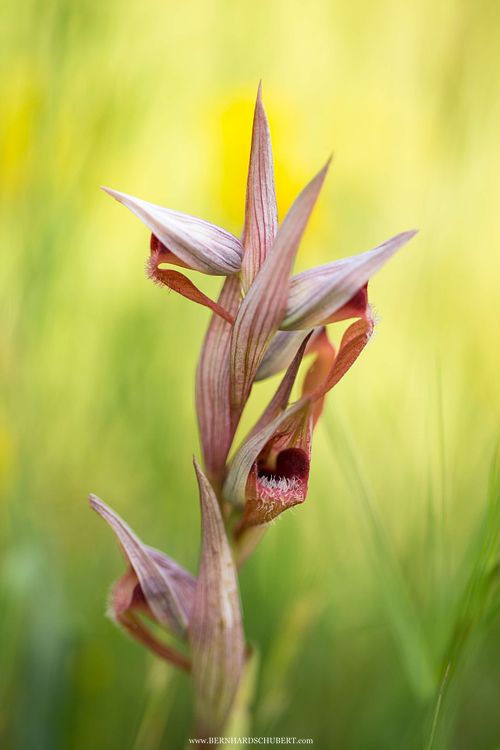 Serapias vomeracea - Long-lipped serapias