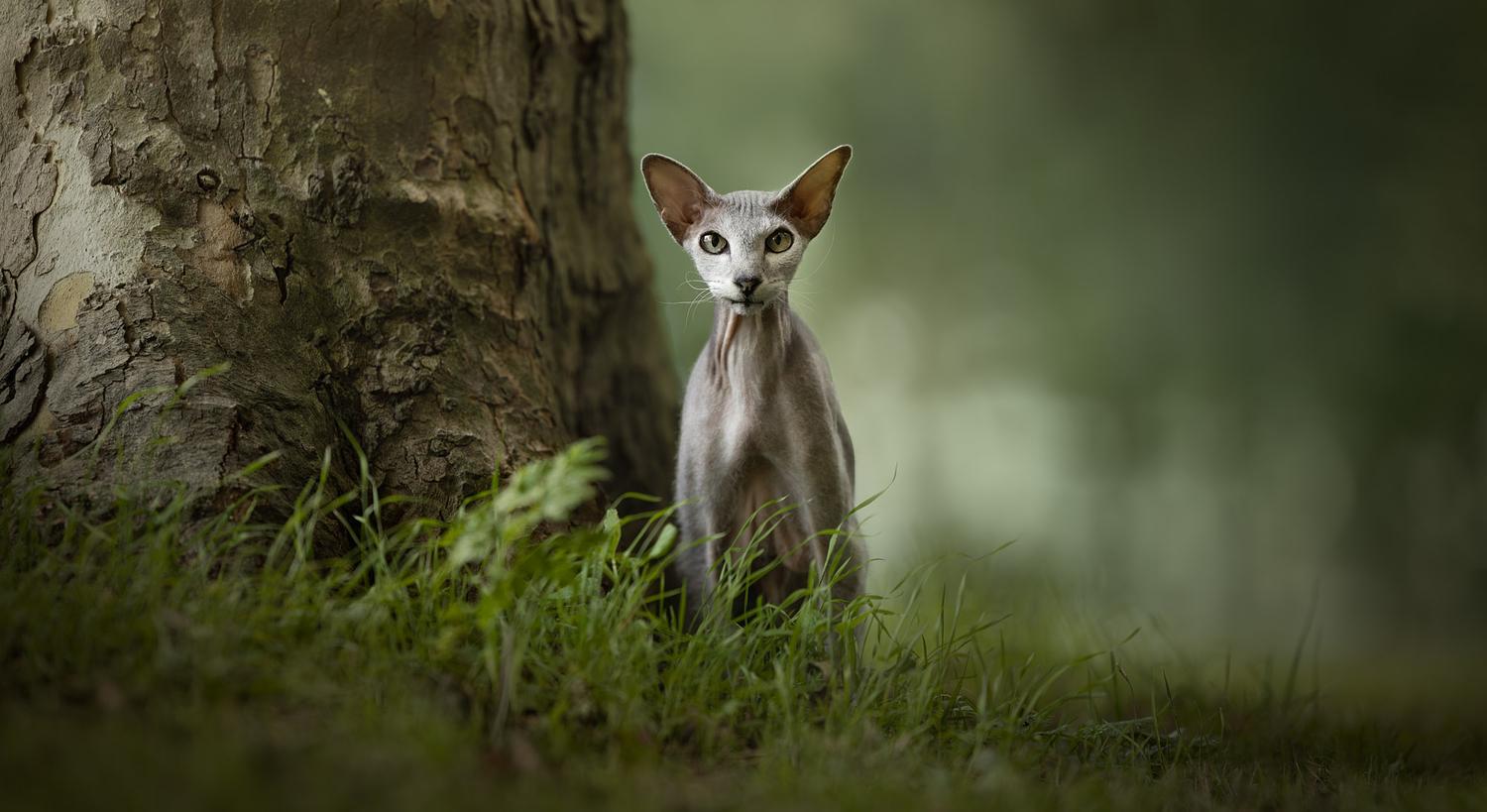 NLS Dierenfotografie