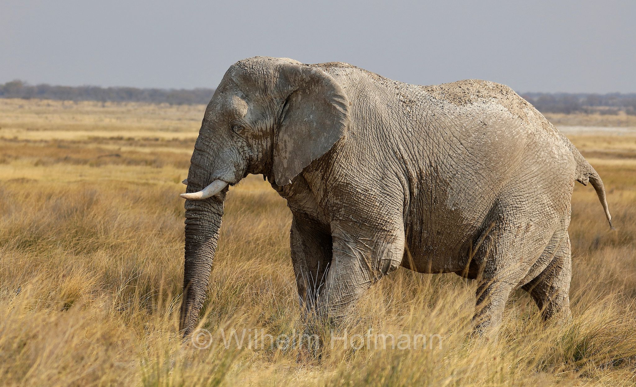 African bush elephant, African savanna elephant, Afrikanischer Elefant, Afrikanischer Buschelefant, Afrikanischer Savannenelefant, Afrikanischer Steppenelefant, elefanto africano, elefanto africano di savana, Etosha-Nationalpark, Etosha National Park, parco nazionale d'Etosha, Namibia