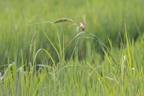 Cisticola exilis - Goldkopf-Zistensänger