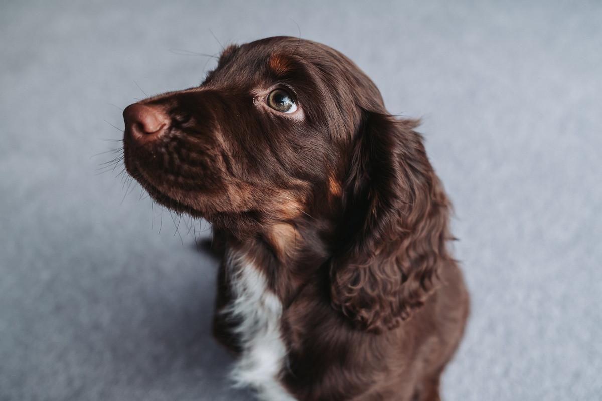 Cocker Spaniel