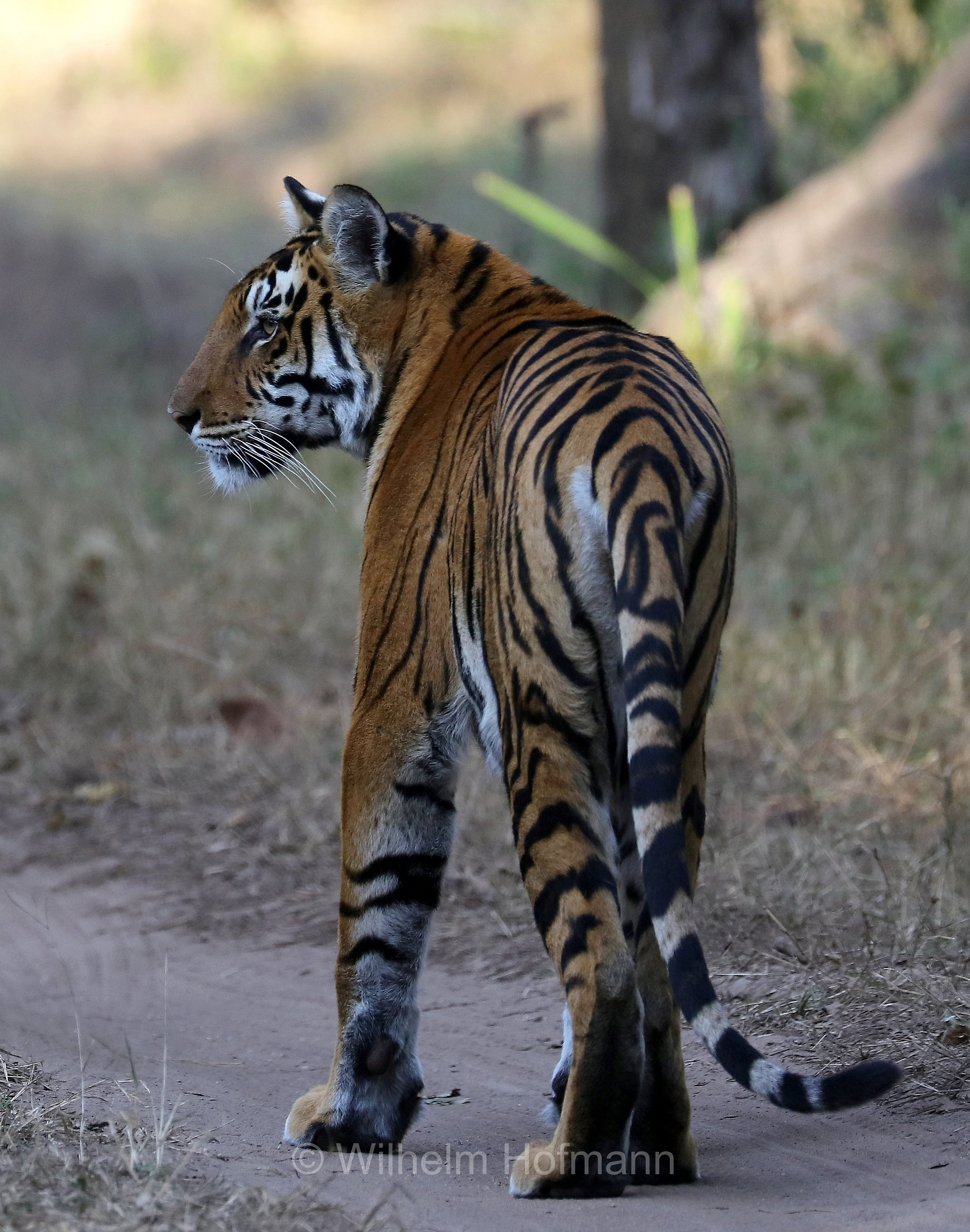 Bengal tiger, Königstiger, Bengal-Tiger, Indischer Tiger, tigre del Bengala, tigre reale del Bengala, Panthera tigris tigris, Kanha National Park, Kanha-Nationalpark, parco nazionale di Kanha, Madhya Pradesh, India, Indien, Kisli Zone