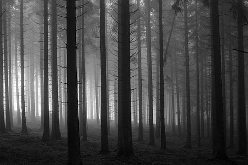 Black and White Photography