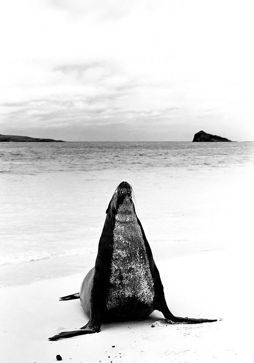 Leone marino | Otaria flavescens