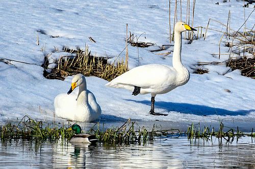 #luiged #linnud #galerii