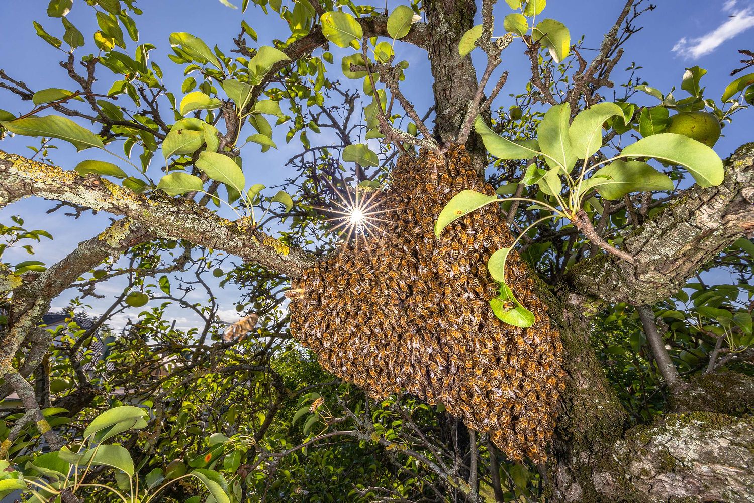 Apis mellifera – Westliche Honigbiene