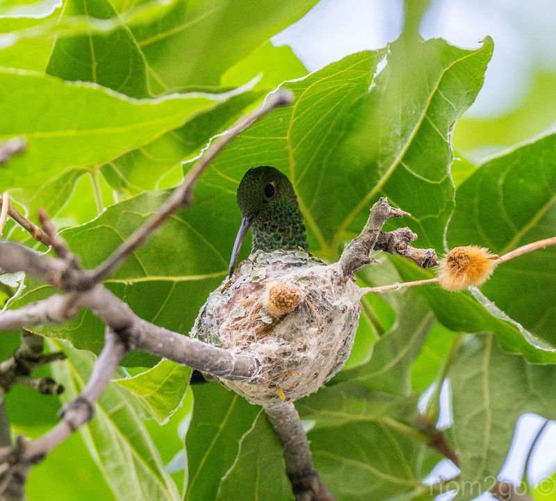 Hummingbird Photos