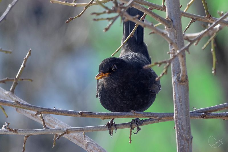 Er ute til kl 14:30.