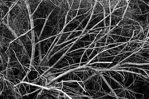 Pinus mugo mugo - Dwarf mountain pine