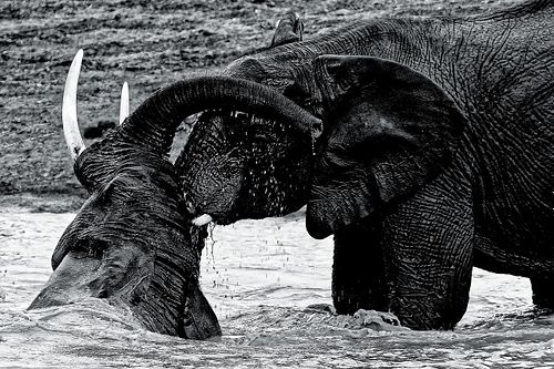 Jeunes éléphants au Kenya