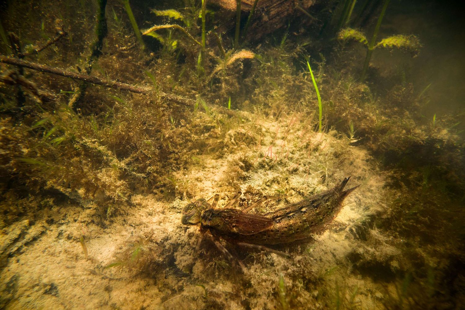 Aeshna cyanea - Blaugrüne Mosaikjungfer