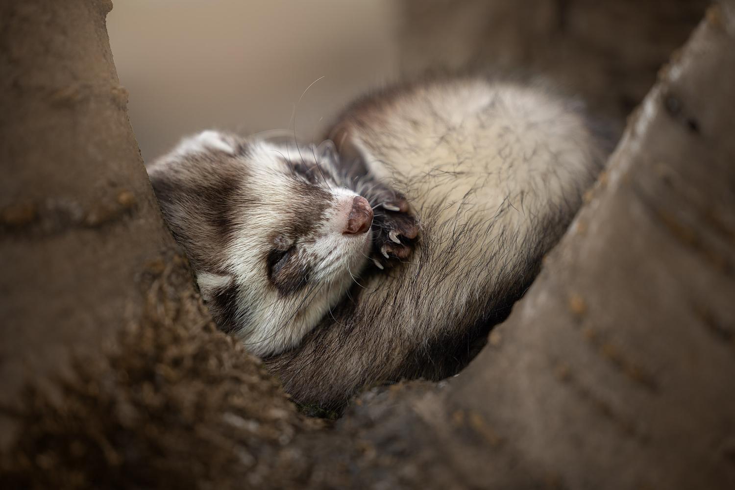 NLS Dierenfotografie