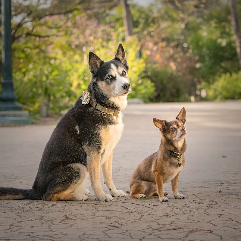 Vote for Bruce and Abby