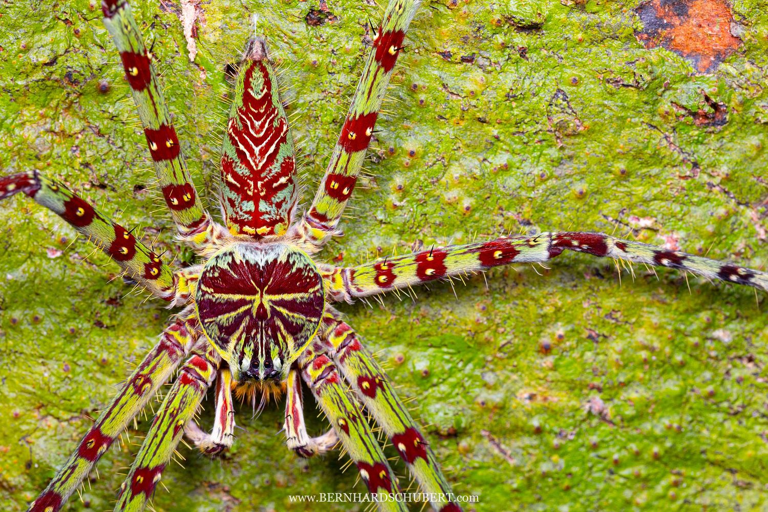 Heteropoda boiei – Flechten-Riesenkrabbenspinne