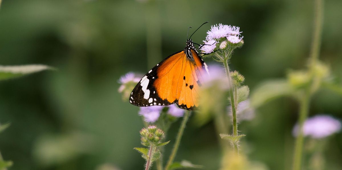 Bird, bird photography, forest jungle, macro,